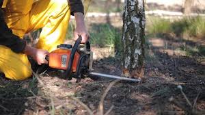 Best Arborist Consultation Services  in Norco, CA